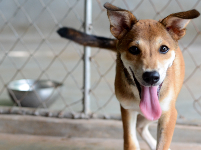 Lanta Animal Welfare – Lanta Lapaya Resort